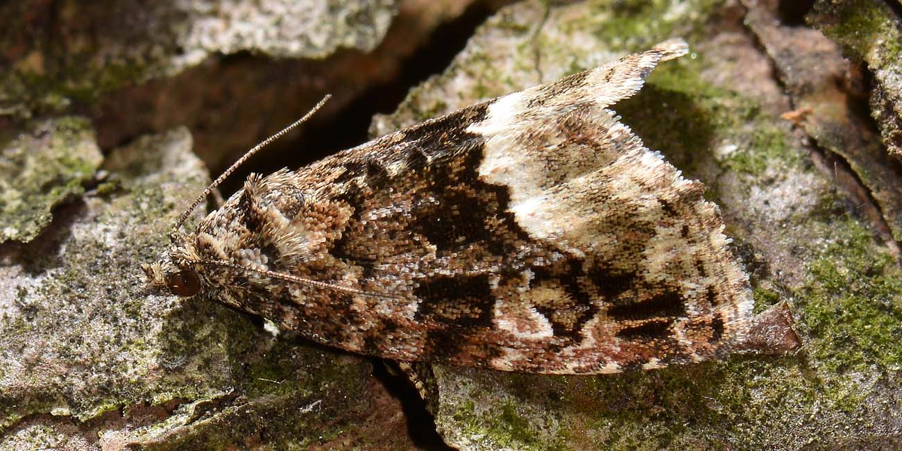 Tortricidae? No, Deltote pygarga - Noctuidae